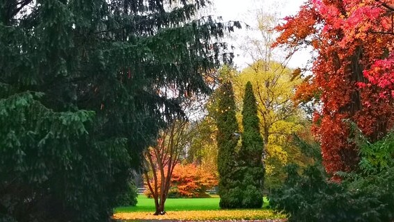 Titelbild der Veranstaltung Parkführung – Indian Summer in Michaelshoven