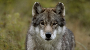 Der wilde Wald (Dokumentarfilm mit Expertengespräch)