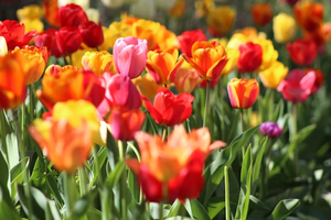 Tulpenfest im Holländischen Viertel 2025