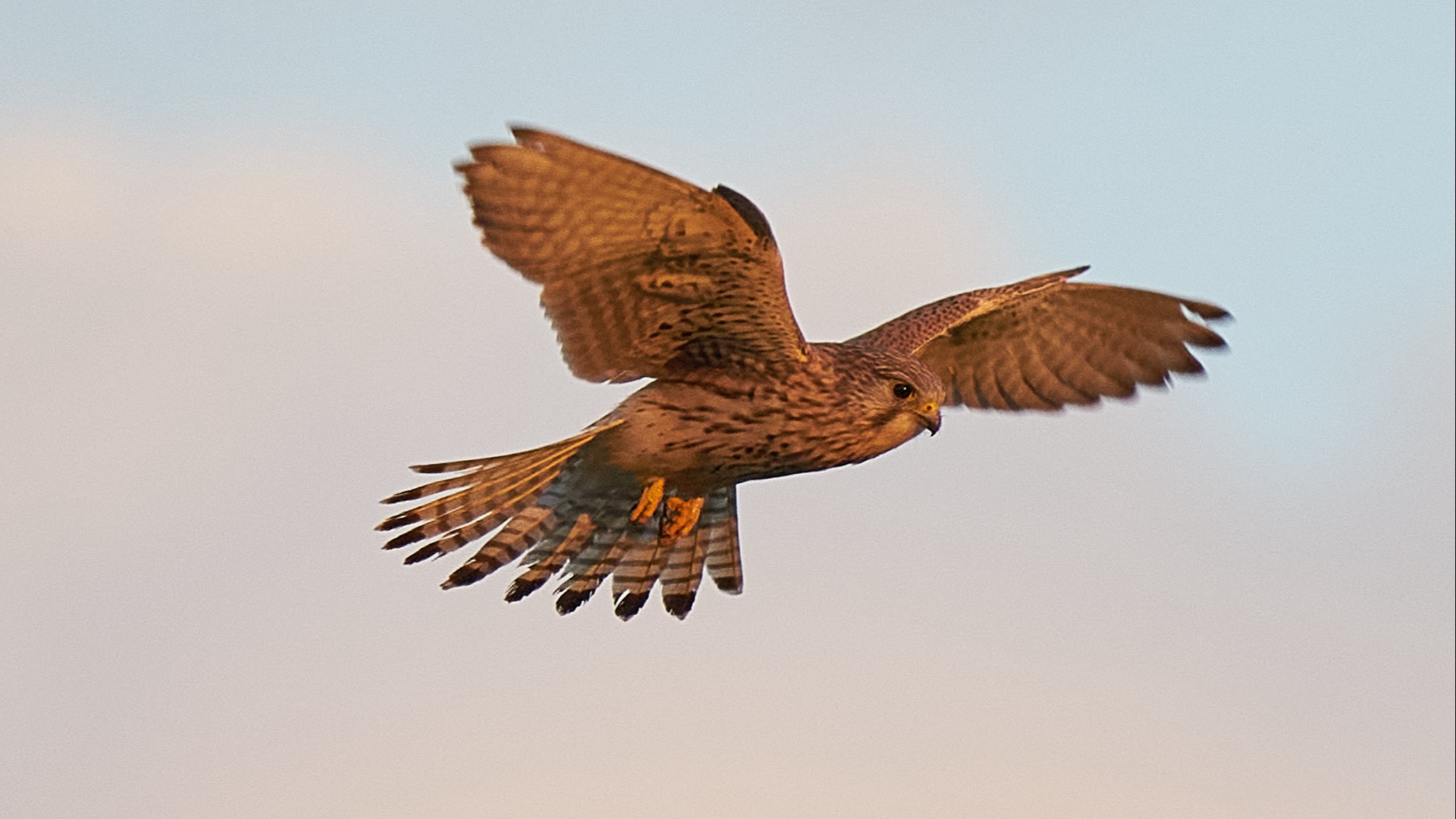 Die Zugzeit der Vögel