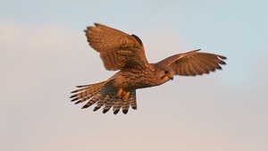 Die Zugzeit der Vögel