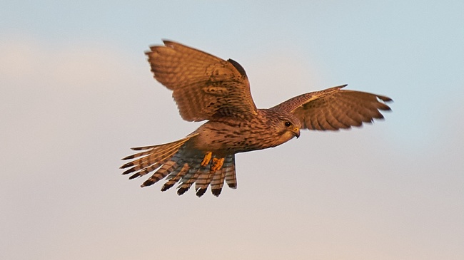 Die Zugzeit der Vögel