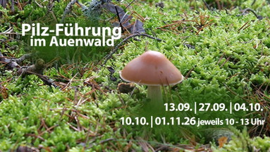 Pilz-Führung im Auenwald