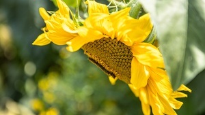 Sommerfest im Botanischen Garten