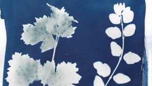 Cyanotypie - Blaudruck im Spreepark