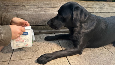 Erste-Hilfe-Kurs am Hund