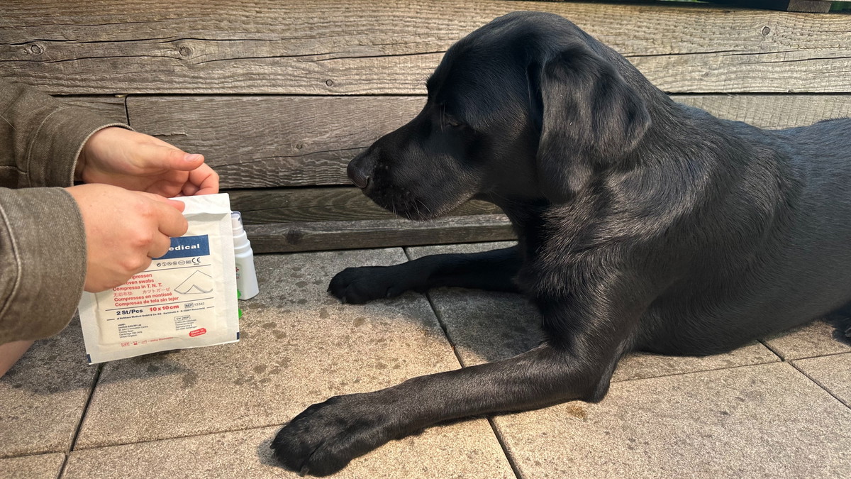 Titelbild der Veranstaltung Erste-Hilfe-Kurs am Hund