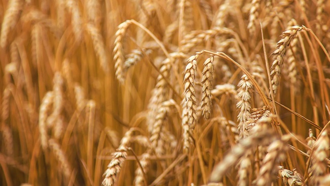 LESUNG | Kenah Cusanit "Senatore Cappelli"