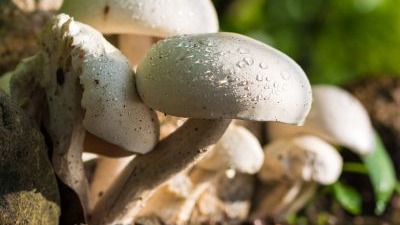 Pilze Sammeln - Einführungsseminar