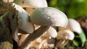 Pilze Sammeln - Einführungsseminar