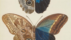 Midissage: Wie Insekten zu Bildern werden: Illustrationen in historischen entomologischen Büchern