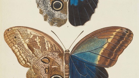 Midissage: Wie Insekten zu Bildern werden: Illustrationen in historischen entomologischen Büchern
