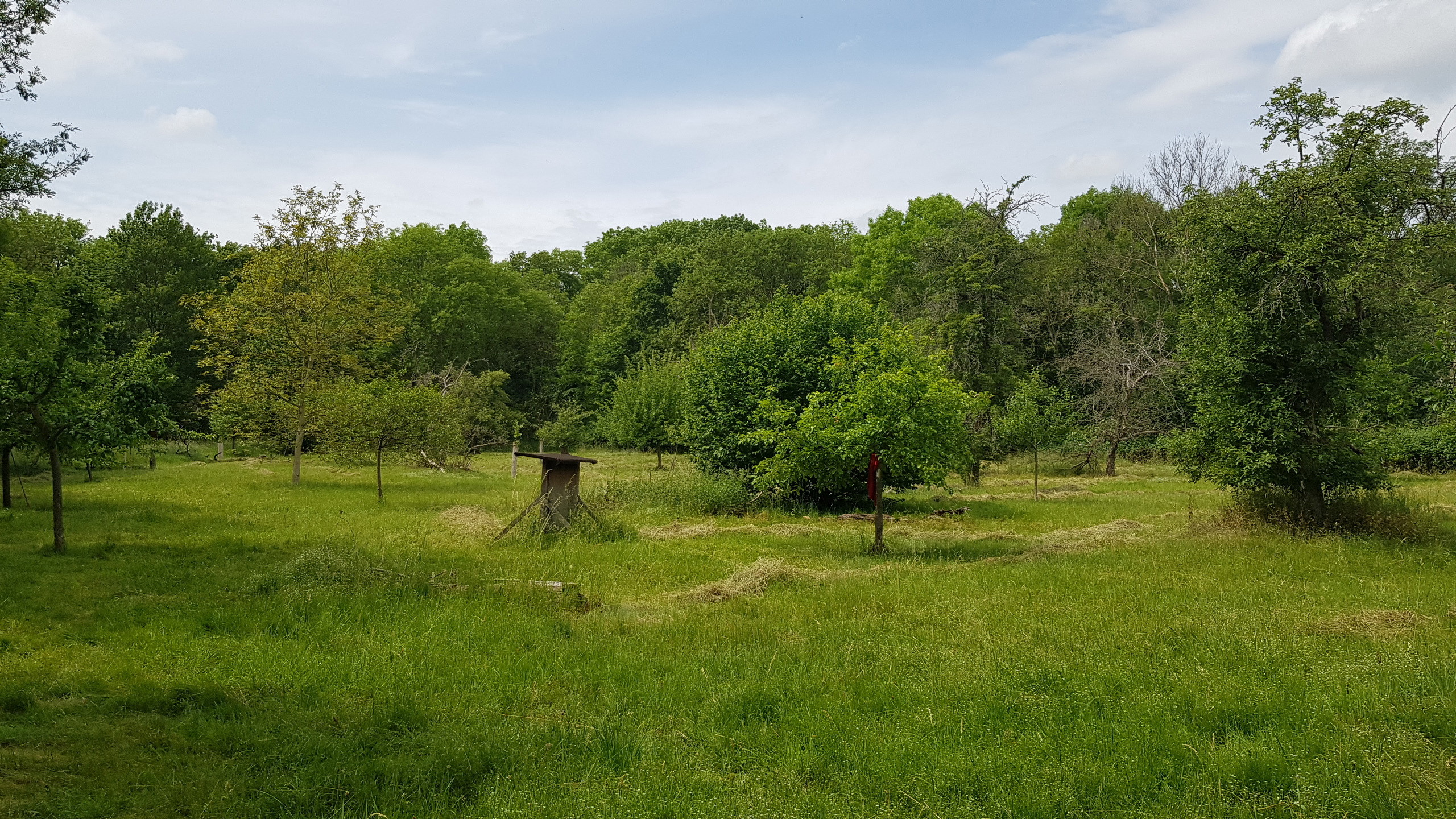 Streuobstrallye & Apfelverkostung