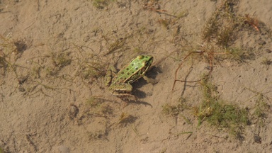 Mensch und Natur in der Heide  -  Unterwegs mit dem Gebietsbetreuer