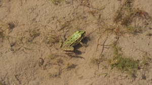 Mensch und Natur in der Heide  -  Unterwegs mit dem Gebietsbetreuer