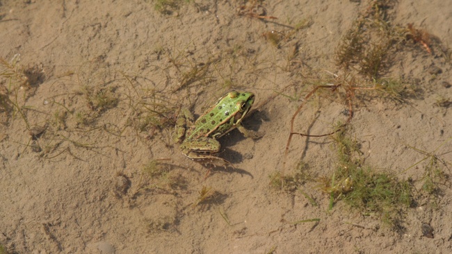 Mensch und Natur in der Heide  -  Unterwegs mit dem Gebietsbetreuer