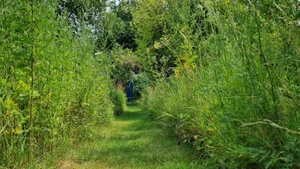 großer Wildkräuterspaziergang - Wildkräuterei Köln