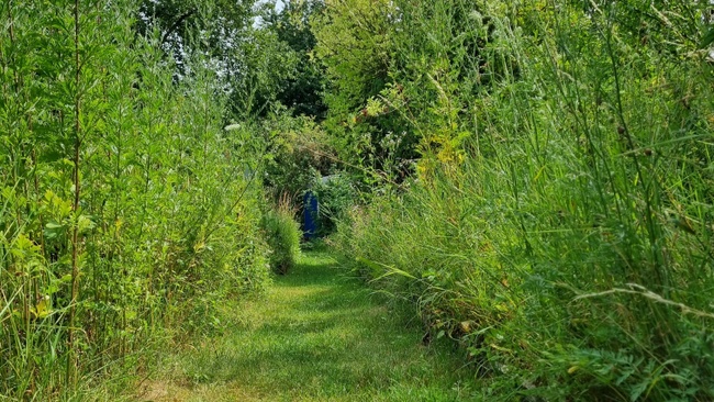 großer Wildkräuterspaziergang - Wildkräuterei Köln