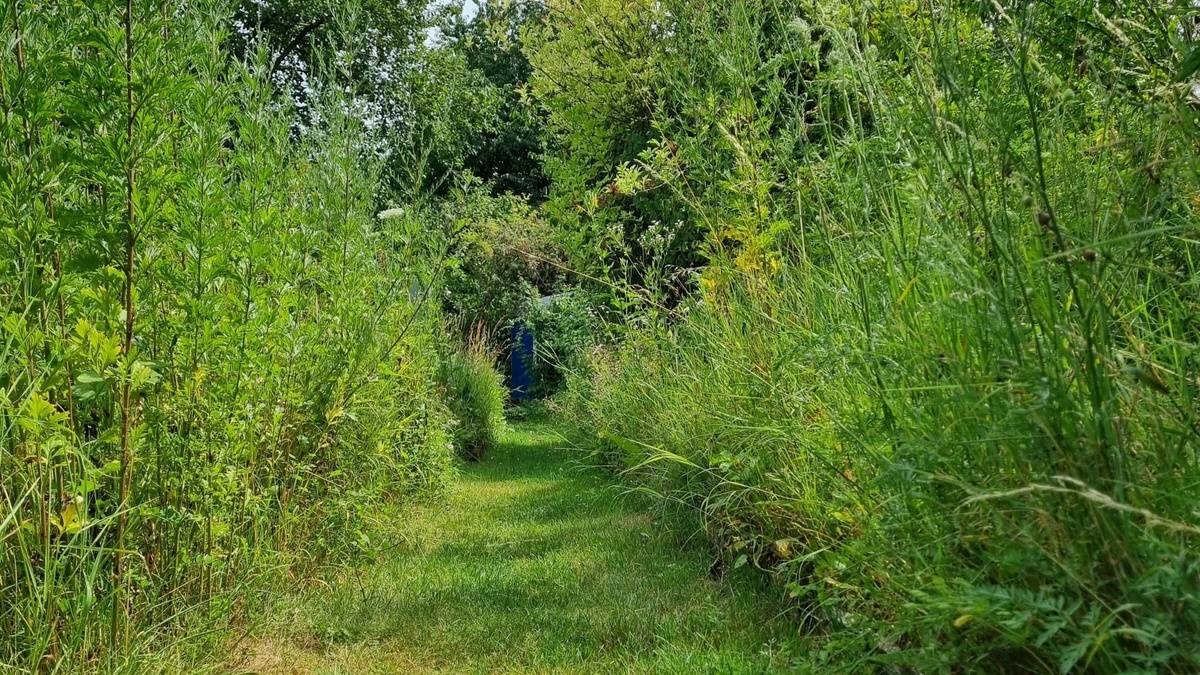 großer Wildkräuterspaziergang - Wildkräuterei Köln