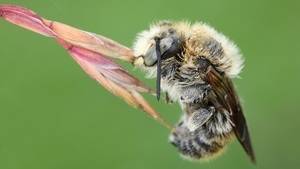 NABU-Vortrag: Wildbienen im eigenen Garten