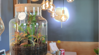 DschungelGlas - Workshop