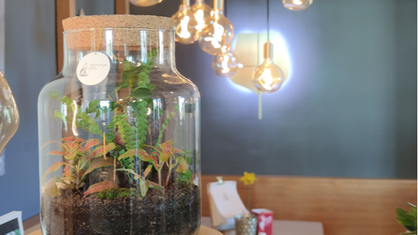 DschungelGlas - Workshop