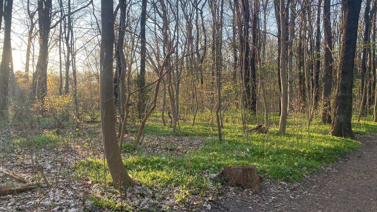 Nature Resilience Walk | Achtsamer Spaziergang zu Ostara & den Wurzeln von Ostern