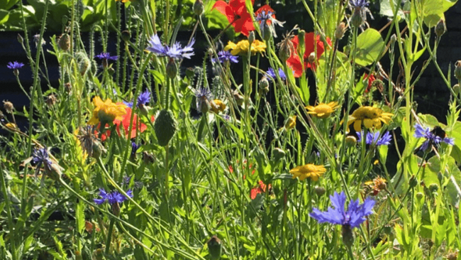 Workshop: Blühinsel anlegen & pflegen