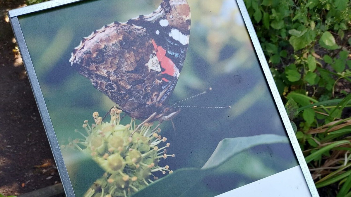 Insektenfreundliche Sommerferienwoche - Deckelbienen und Becherfliegen –