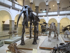 Evolutionstag - Besuch des Paläontologischen Museums München