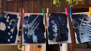 Workshop – Cyanotypie