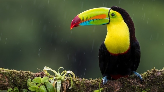 Im Urwald von Costa Rica