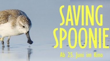 SPECIAL SCREENING: Dokumentarfilm "SAVING SPOONIE" mit Regiegespräch