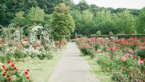 Gartenfest