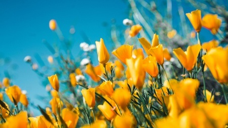 Opladener Frühling