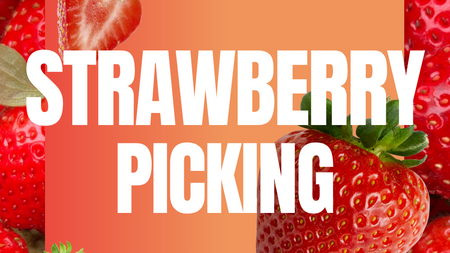 Strawberry Picking | for the culture | Munich Social Circle 🍓