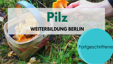 Pilze für Fortgeschrittene - Weiterbildung
