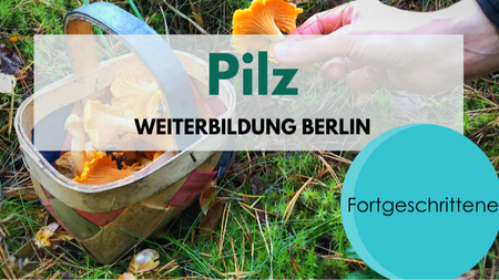 Pilze für Fortgeschrittene - Weiterbildung