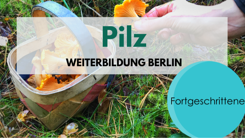 Pilze für Fortgeschrittene - Weiterbildung