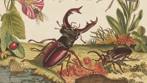 Das stille Leben der Insekten. Malerei, Entomologie und Ökologie in der Republik der Vereinigten Niederlande