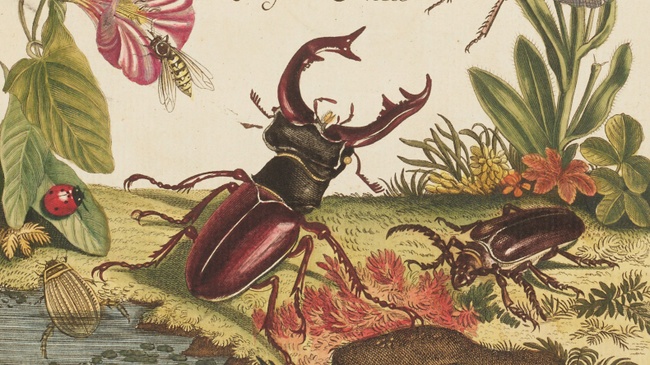 Das stille Leben der Insekten. Malerei, Entomologie und Ökologie in der Republik der Vereinigten Niederlande