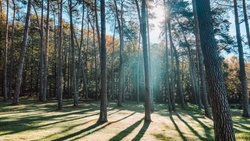 Waldbad Köln-Dünnwald