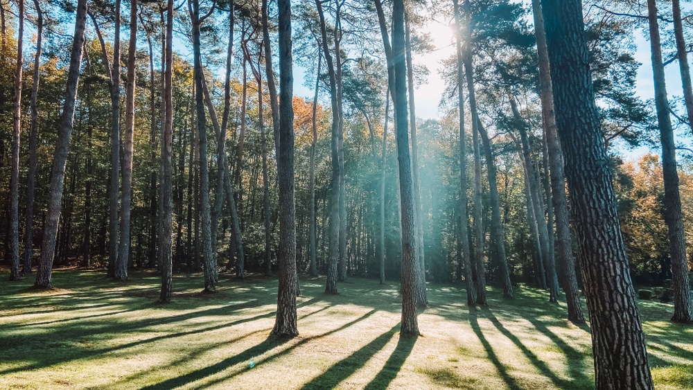 Waldweihnachtsmarkt Waldbad Dünnwald