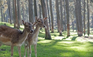 Weiß der Geier! Was die Tiere uns bedeuten