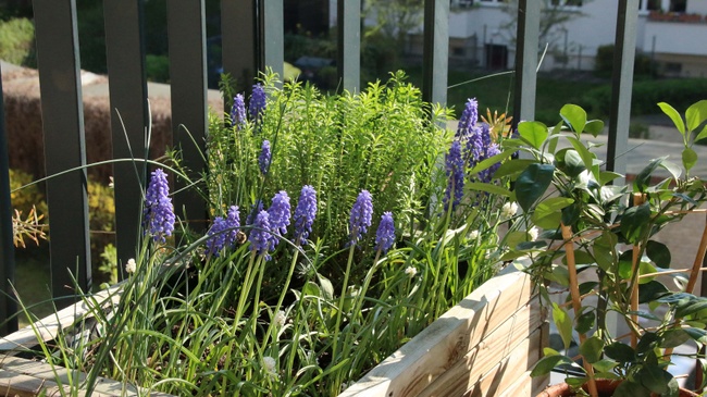 Workshop: Balkonien - Paradies für Mensch und Natur