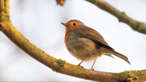 Vögel im Herbst – vom Reisen und Bleiben