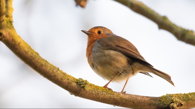 Vögel im Herbst – vom Reisen und Bleiben