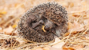FAMILIENFÜHRUNG | Tiere im Winterschlaf