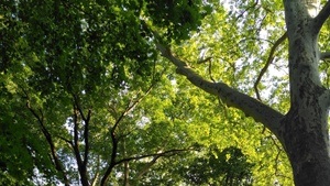 Waldbaden Grünrausch