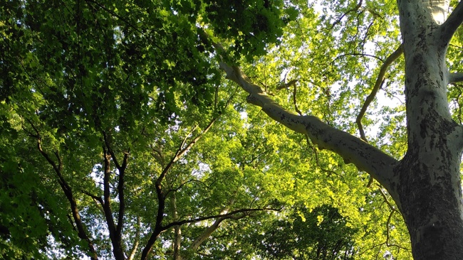 Waldbaden Grünrausch